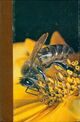  Achetez le livre d'occasion La vie des abeilles de Maurice Maeterlinck sur Livrenpoche.com 